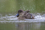 Image. Austral-Weißkehlente
