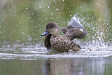 Image. Austral-Weißkehlente