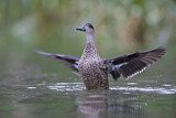 Image. Austral-Weißkehlente