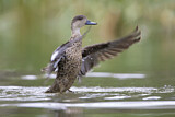Image. Austral-Weißkehlente