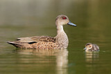 Image. Austral-Weißkehlente