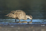 Image. Austral-Weißkehlente