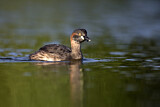 Image. Australasian Crested Grebe