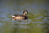 Image. Australasian Crested Grebe
