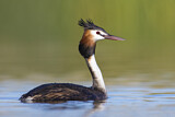 Image. Australasian Crested Grebe