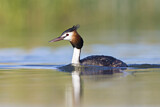Image. Australasian Crested Grebe