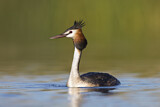 Image. Australasian Crested Grebe