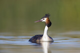 Image. Australasian Crested Grebe