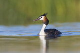 Image. Australasian Crested Grebe