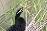 Image. Australasian Darter