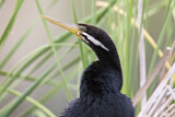 Image. Australasian Darter