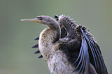 Image. Australasian Darter