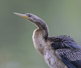 Image. Australasian Darter