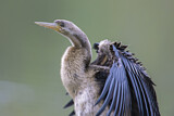 Image. Australasian Darter