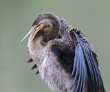 Image. Australasian Darter