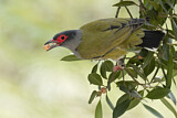 Image. Australasian Figbird