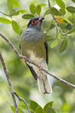 Image. Australasian Figbird