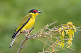 Image. Australasian Figbird