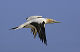 Image. Australasian Gannet
