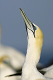 Image. Australasian Gannet