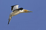 Image. Australasian Gannet