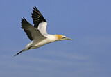 Image. Australasian Gannet