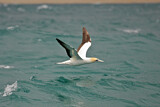 Image. Australasian Gannet