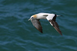 Image. Australasian Gannet
