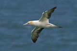 Image. Australasian Gannet