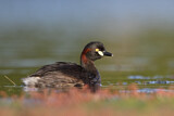 Image. Australasian Grebe
