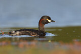 Image. Australasian Grebe