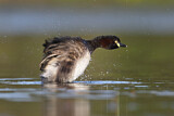 Image. Australasian Grebe