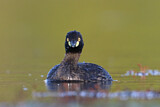 Image. Australasian Grebe