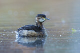 Image. Australasian Grebe