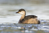 Image. Australasian Grebe