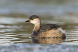 Image. Australasian Grebe