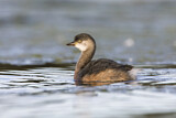 Image. Australasian Grebe