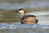 Image. Australasian Grebe