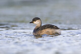 Image. Australasian Grebe