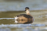 Image. Australasian Grebe