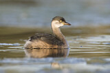Image. Australasian Grebe