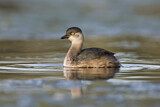 Image. Australasian Grebe