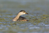 Image. Australasian Grebe