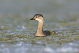 Image. Australasian Grebe