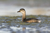 Image. Australasian Grebe