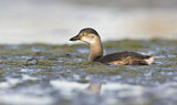 Image. Australasian Grebe