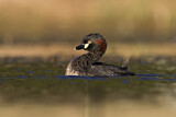 Image. Australasian Grebe