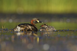 Image. Australasian Grebe