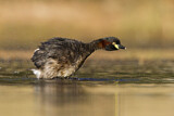 Image. Australasian Grebe