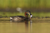 Image. Australasian Grebe